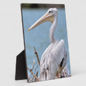 Pink-Rücken-Pelikane Fotoplatte (Seite)