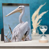 Pink-Rücken-Pelikane Fotoplatte (Seite)