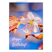 Pink Sakura Blume Blue Sky