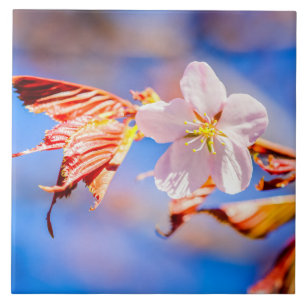 Pink Sakura Blume Blue Sky Fliese