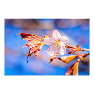 Pink Sakura Blume Blue Sky Fotodruck