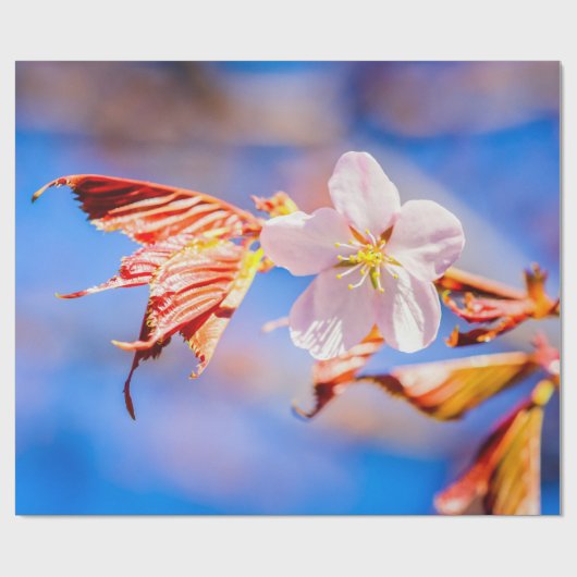 Pink Sakura Blume Blue Sky Geschenkpapier (Flach)