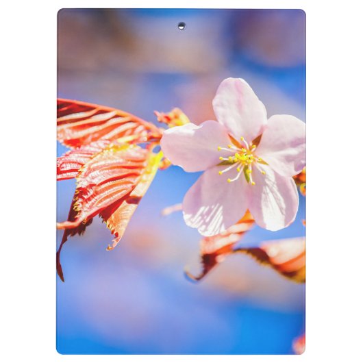 Pink Sakura Blume Blue Sky Klemmbrett (Rückseite)