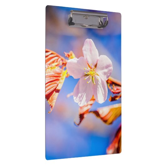 Pink Sakura Blume Blue Sky Klemmbrett (Rechts)