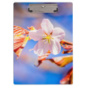 Pink Sakura Blume Blue Sky Klemmbrett (Vorderseite)