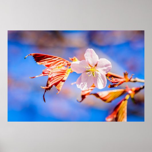Pink Sakura Blume Blue Sky Poster (Vorne)