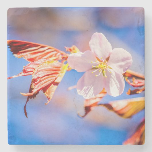 Pink Sakura Blume Blue Sky Steinuntersetzer (Vorderseite)