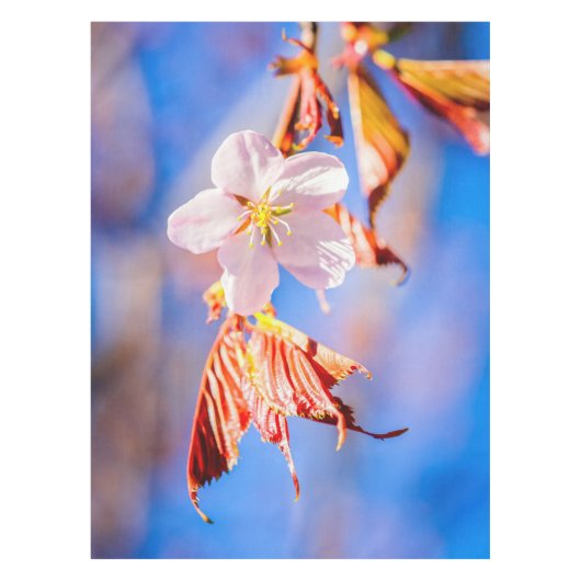Pink Sakura Blume Blue Sky Tischdecke (Vorderseite)