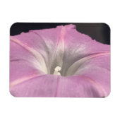 Pink Satin Morning Glory Magnet (Horizontal)