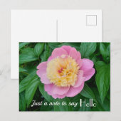 Pink Sorbet Peony Hi Hello Expression Postkarte (Vorne/Hinten)