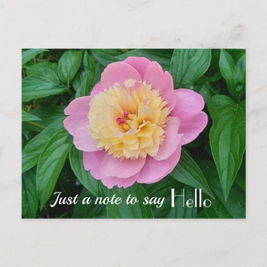 Pink Sorbet Peony Hi Hello Expression Postkarte (Vorderseite)
