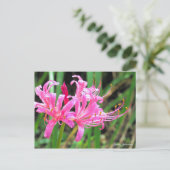 Pink Spider Lily [Postcard] Postkarte (Stehend Vorderseite)