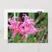 Pink Spider Lily [Postcard] Postkarte (Vorne/Hinten)