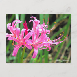 Pink Spider Lily [Postcard] Postkarte
