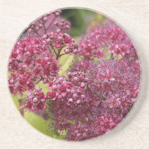 Pink Spirea Sandstein Untersetzer