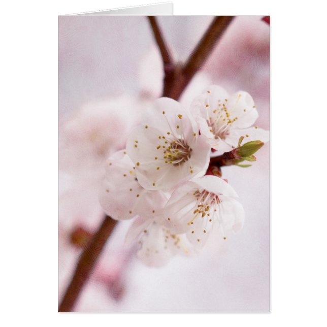 Pink spring blossoms (Vorne)