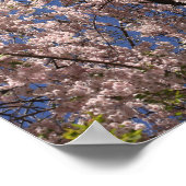 Pink Spring Blume Blossom Umbrella Blue Sky Poster (Ecke)