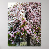 PINK SPRING Japanisches Magnolia-Poster Poster (Vorne)