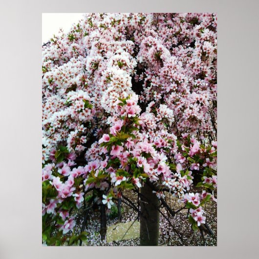 PINK SPRING Japanisches Magnolia-Poster Poster (Vorne)