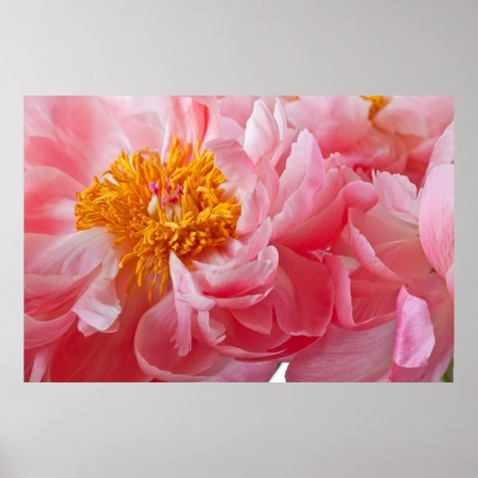 Pink Spring Peony Blume - Peonies Template Poster (Vorne)