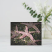 Pink Starfish Postkarte (Stehend Vorderseite)