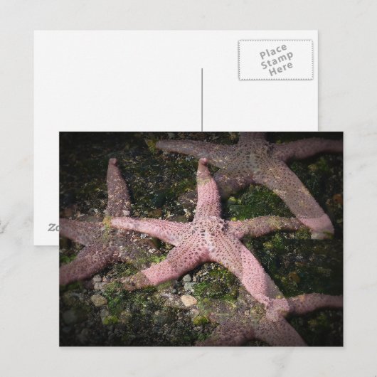 Pink Starfish Postkarte (Vorne/Hinten)