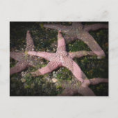 Pink Starfish Postkarte (Vorderseite)