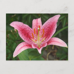 Pink Stargazer Postkarte