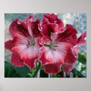Pink Summer Blume Foto Nature Wall Poster