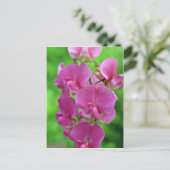 Pink Sweet Pea Blume Postkarte (Stehend Vorderseite)