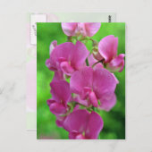Pink Sweet Pea Blume Postkarte (Vorne/Hinten)