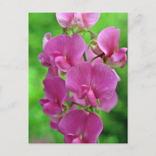 Pink Sweet Pea Blume Postkarte (Vorderseite)