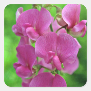 Pink Sweet Pea Blume Quadratischer Aufkleber