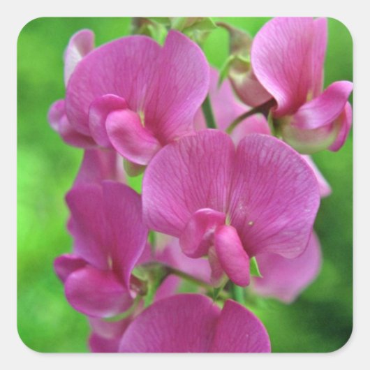 Pink Sweet Pea Blume Quadratischer Aufkleber (Vorderseite)