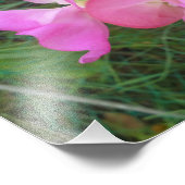 Pink Sweet Pea Fotodruck (Ecke)