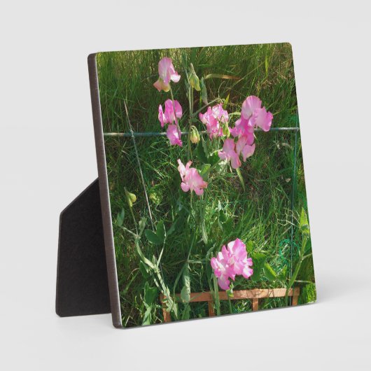 Pink Sweet Pea Fotoplatte (Vorderseite)