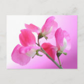 Pink Sweet Pea - Spring Duft - Postkarte (Vorderseite)