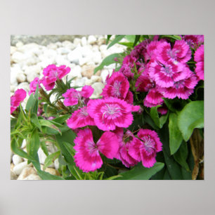 Pink Sweet William/Dianthus Blume Poster Print