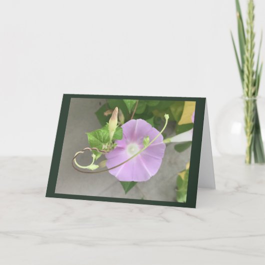 Pink Symphony Morning Glory Blanko Karte (Vorderseite)