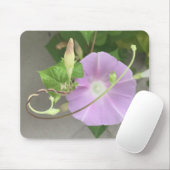 Pink Symphony Morning Glory Close-up  Mousepad (Mit Mouse)