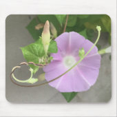 Pink Symphony Morning Glory Close-up Mousepad (Vorne)