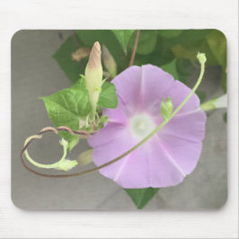 Pink Symphony Morning Glory Close-up Mousepad