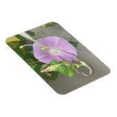Pink Symphony Morning Glory Magnet (Rechte Seite)