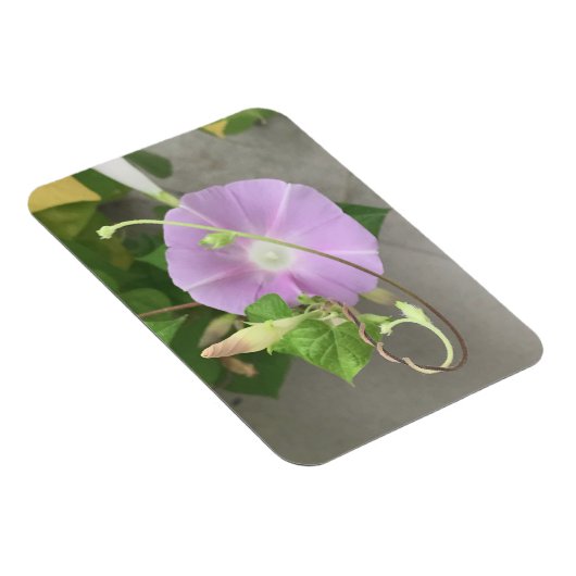 Pink Symphony Morning Glory Magnet (Rechte Seite)