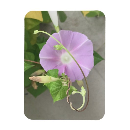 Pink Symphony Morning Glory Magnet (Vertikal)