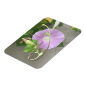 Pink Symphony Morning Glory Magnet (Linke Seite)