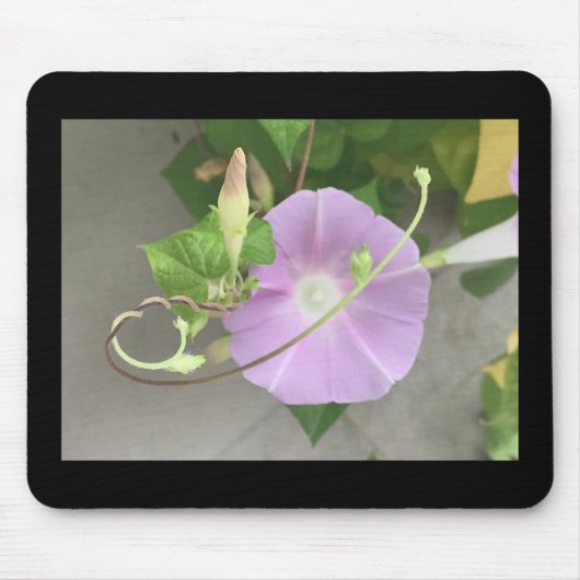 Pink Symphony Morning Glory  Mousepad (Vorne)