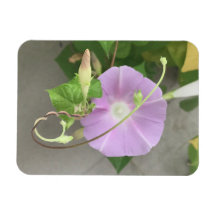 Pink Symphony Prunkwinde