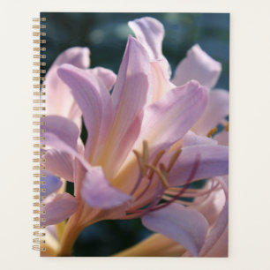 Pink Tall Lilies Magic Lily Planer