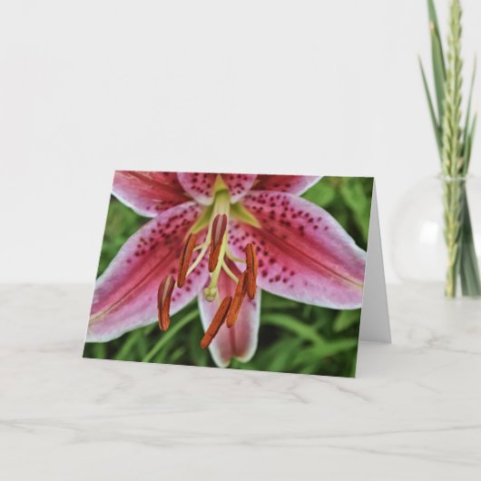 Pink Tiger Liege 1 Blanke Note Card Karte (Vorderseite)